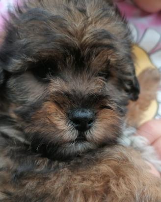 Cuccioli di barboncino maltipoo