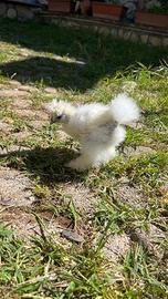 Galline Moroseta