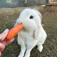 Coppia di conigli ariete adulti