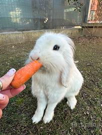 Coppia di conigli ariete adulti