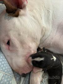 Bull terrier