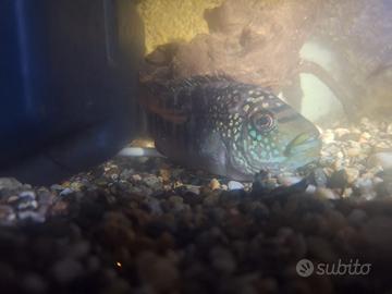 Ciclide Lamprologus/Neolamprologus