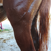 Cavalla sella italiana