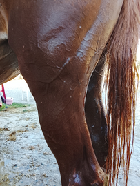 Cavalla sella italiana