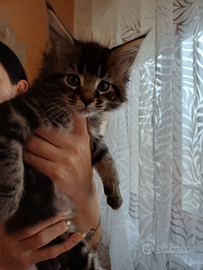 Cuccioli Maine Coon