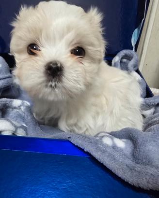 Cucciolo maschio maltese taglia mini