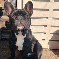 Bulldog francese per MONTA