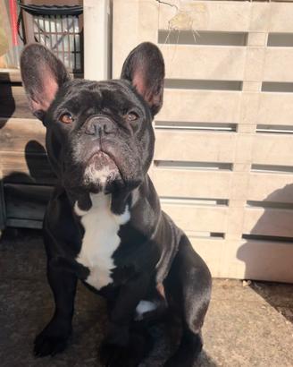 Bulldog francese per MONTA