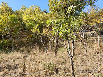 Frutteto località Tre Arie Gimigliano-Catanzaro
