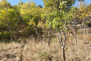 Frutteto località Tre Arie Gimigliano-Catanzaro