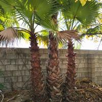 palme per abbellire giardini