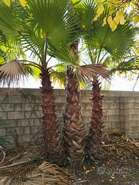 palme per abbellire giardini