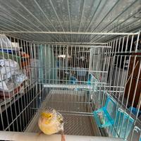 Canarino Agata topazio giallo anno 2025