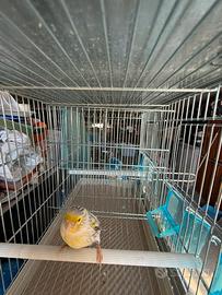 Canarino Agata topazio giallo anno 2025