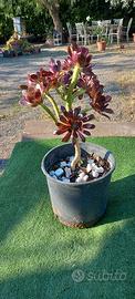 Pianta di Aonium Black Rose
