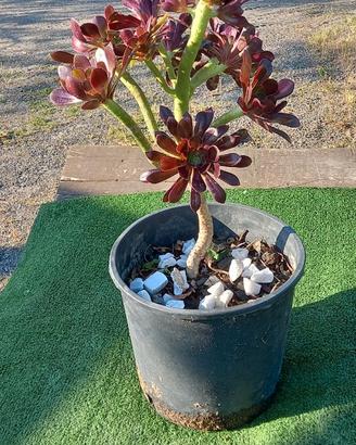 Pianta di Aonium Black Rose