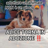 Cucciola stupenda da amare