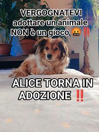 Cucciola stupenda da amare