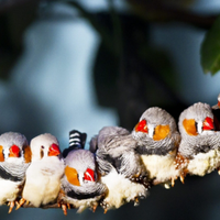 Diamantini Mandarino subito disponibili