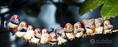 Diamantini Mandarino subito disponibili