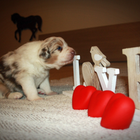 Cuccioli Pastore australiano Australian Shepherd