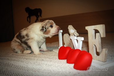 Cuccioli Pastore australiano Australian Shepherd