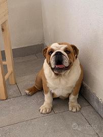 Bulldog inglese femmina con pedigree anni 1