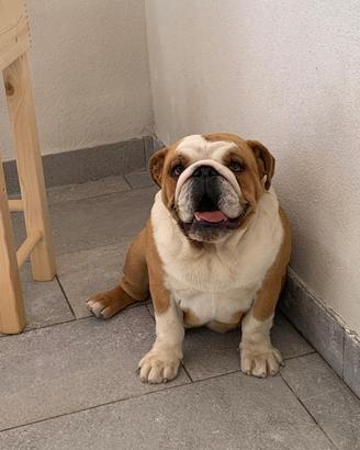 Bulldog inglese femmina con pedigree anni 1