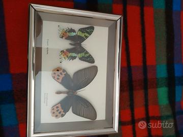 collezione di farfalle