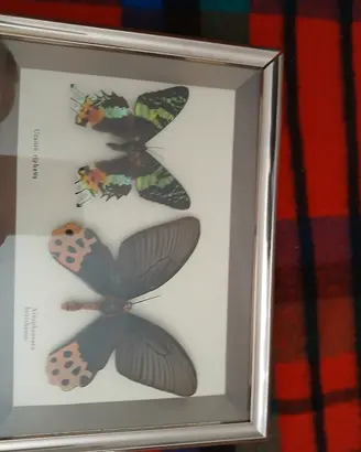 collezione di farfalle