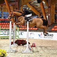 Vendita castrone Selle Français, 12 anni, 172