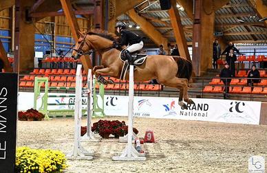 Vendita castrone Selle Français, 12 anni, 172