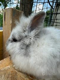 Tenero coniglietto testa di leone maschio