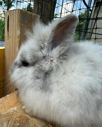 Tenero coniglietto testa di leone maschio