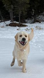 Winston, Golden Retriever Riproduttore