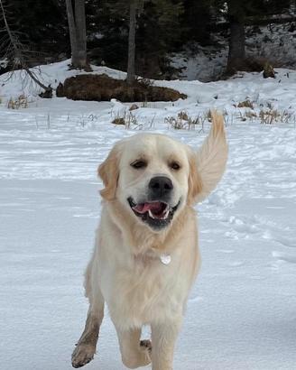 Winston, Golden Retriever Riproduttore