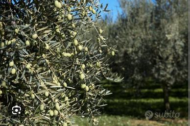 Olio nuovo 