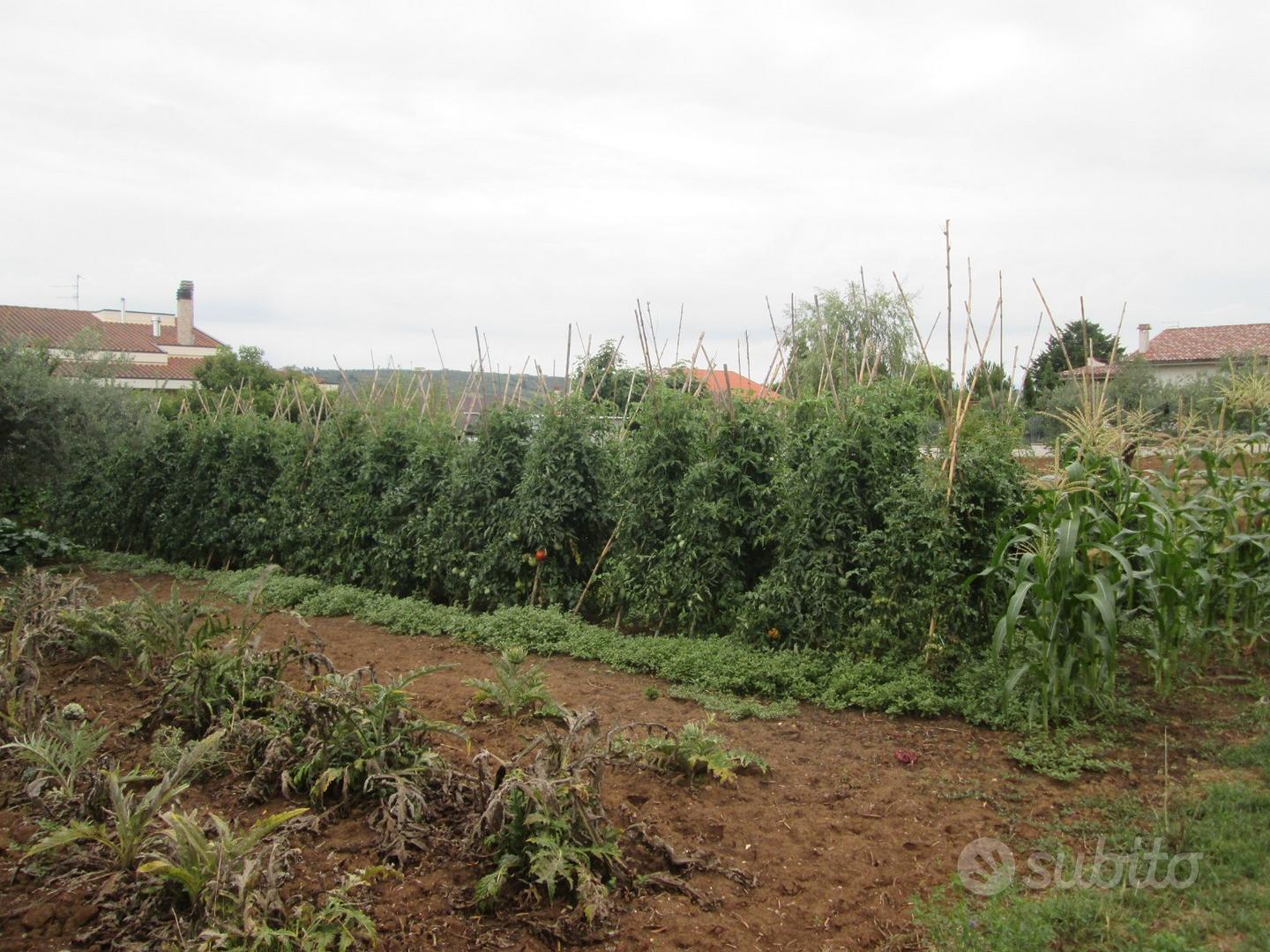 Rif. 217b terreno a collecorvino - Vista 4