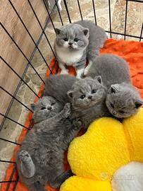 British Shorthair