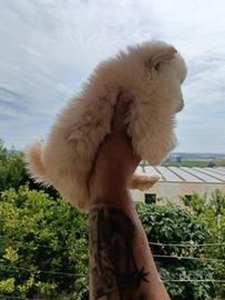 Cucciolo Spitz