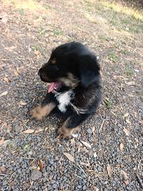 Incrocio rottweiler maremmano