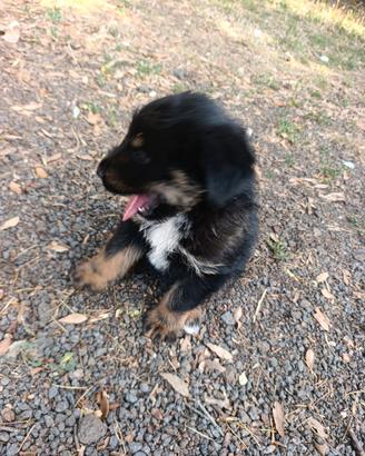 Incrocio rottweiler maremmano