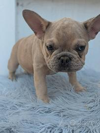 Bulldog francesi blu