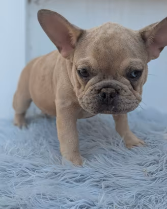 Bulldog francesi blu