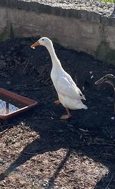 Maschio bianco corritrice indiana