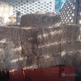 Fieno erba medica 3 taglio 2024