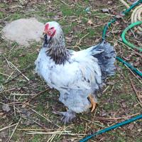 Gallo brahma gigante