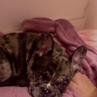 Bulldog francese