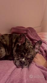 Bulldog francese