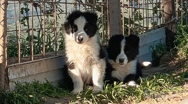 Border collie
